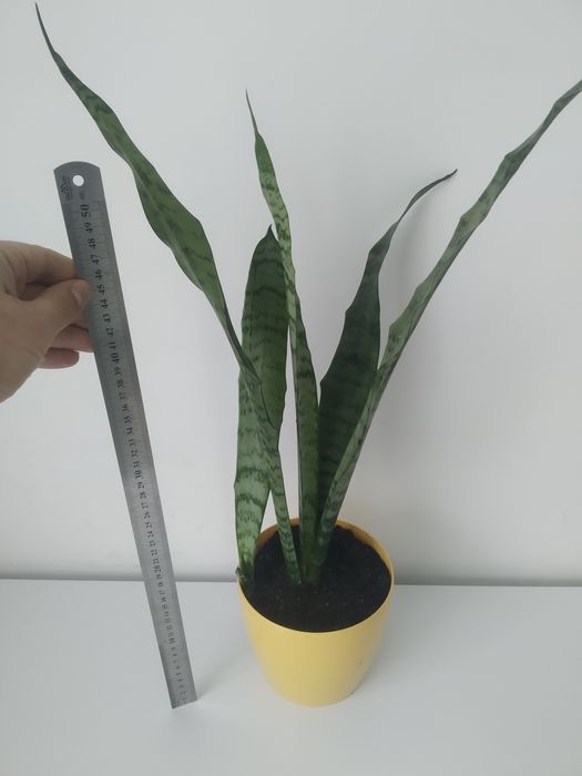Вазон сансевієрія , щучий хвіст