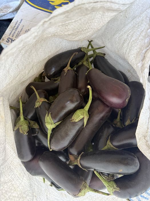 Продам баклажан 2 ссорт,маємо обʼєм