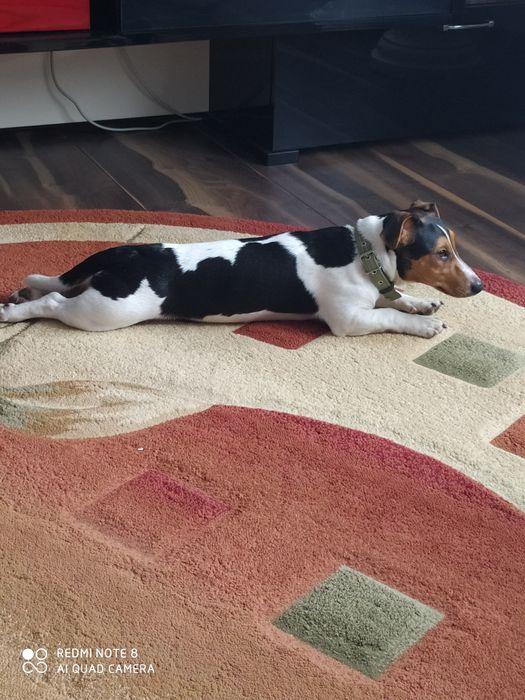 Джек Рассел тер'єр