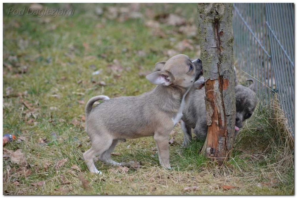Chihuahua mini piesek