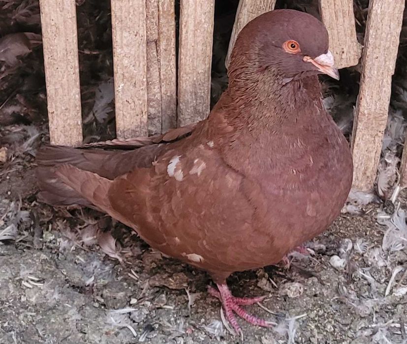 Gołębie Gołąb KING KINGI