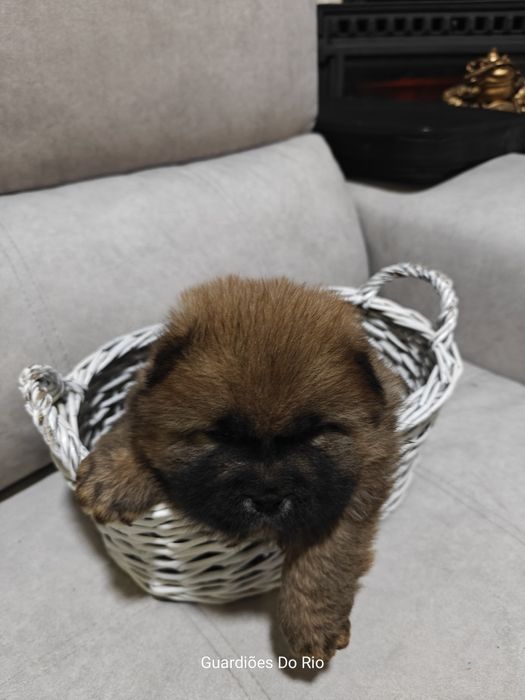 Fantástico chow chow