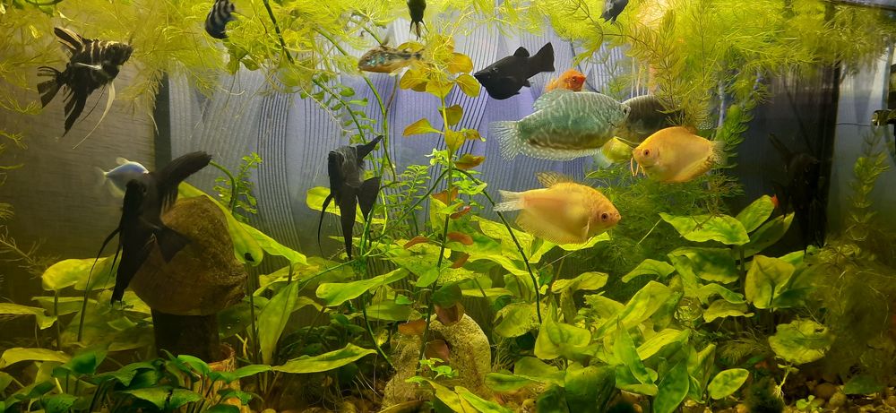 Аквариум-ваш волшебный мир. Цена 20грн/литр