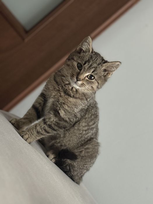 Happik do adopcji sliczny kitek