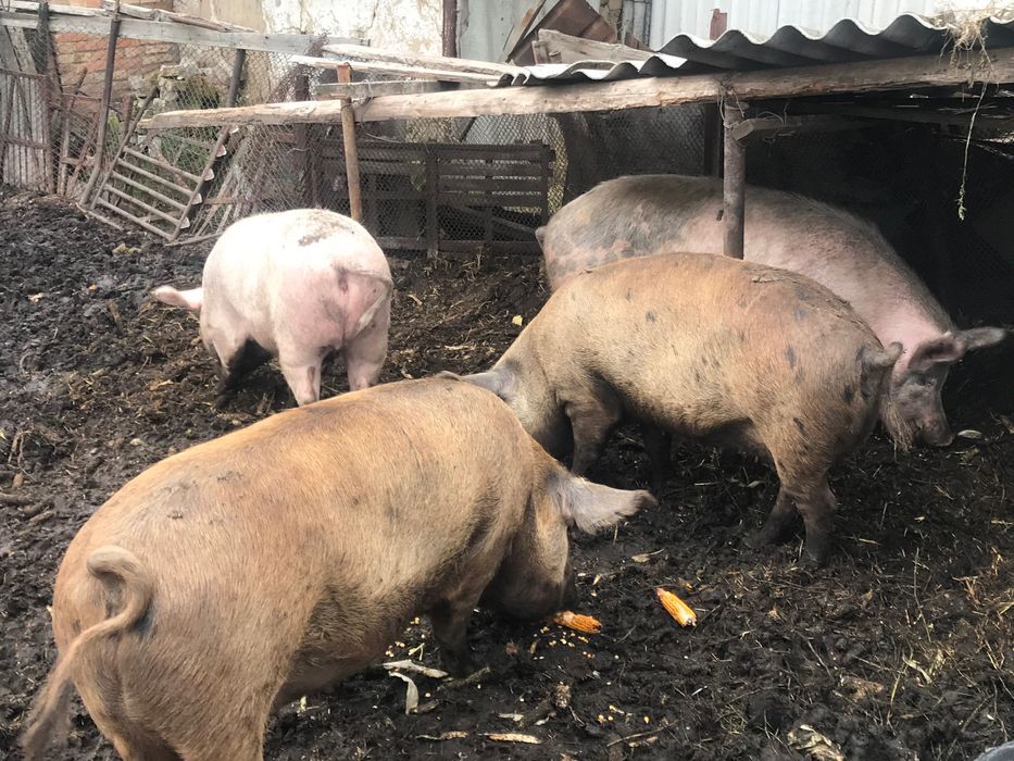 Продаю свинину жива вагаа