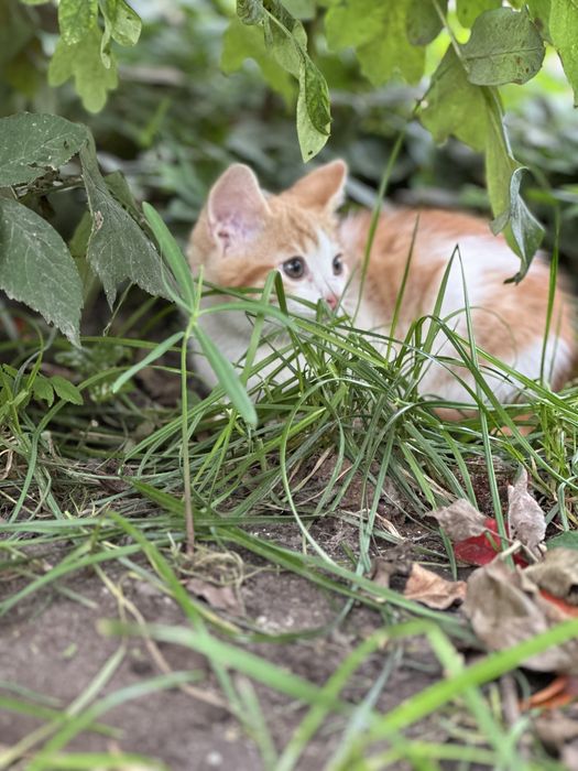 Кіт, кішка, котенята, кицька