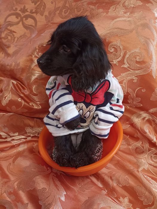 Залишилась одна дівчинка спаніелька