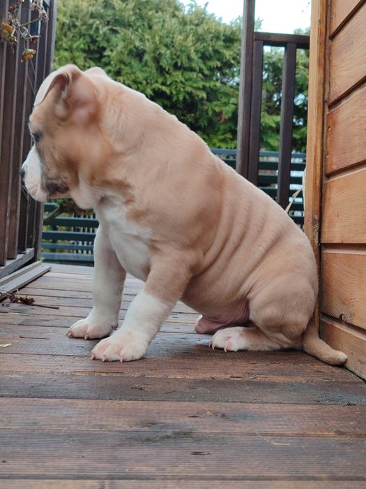 Szczeniak rasy American Staffordshire Terrier