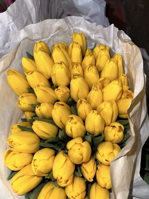 Тюльпани Розница/Опт/ Гурт