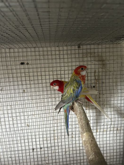 Casal roselas
