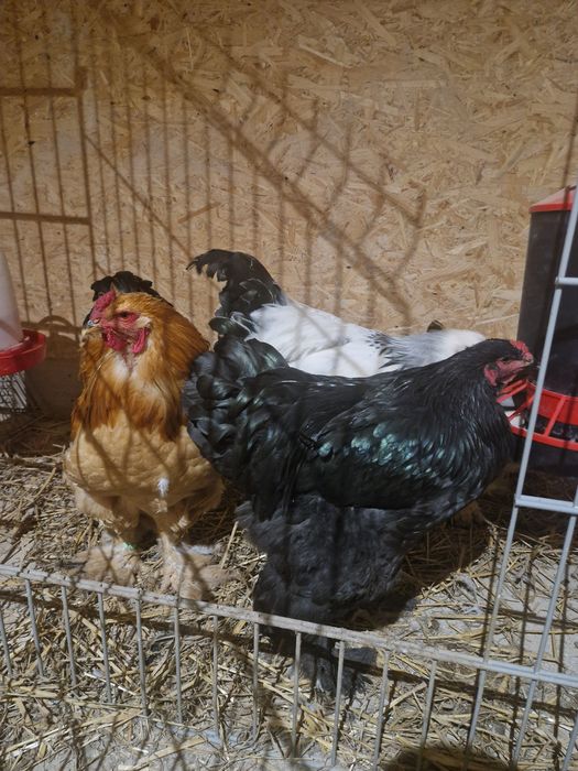 Kogut Brahma olbrzymia