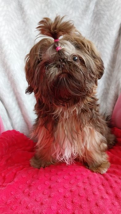Suczka mini Shih - tzu ZHPR UCI