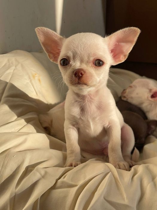 Короткошерстний хлопчик чіхуахуа