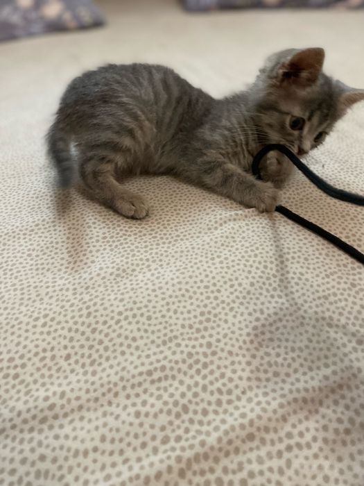 Віддам котика в хороші руки 1,5 міс ,до лотка привчений.