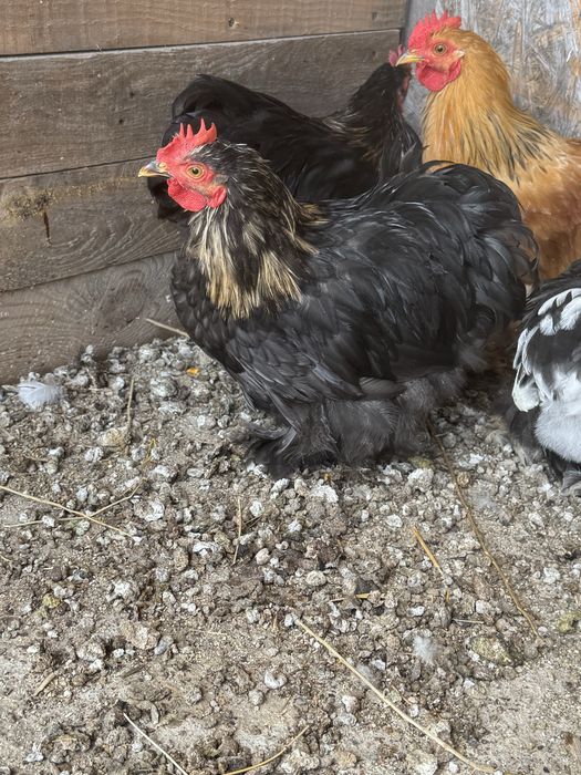 Карликовый кохинхин. Декоративные куры