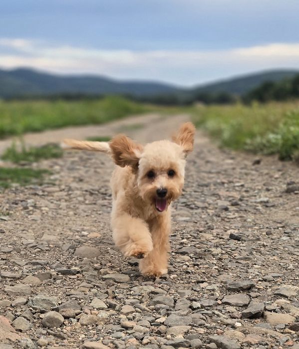 Cavapoo/ mały chłopczyk