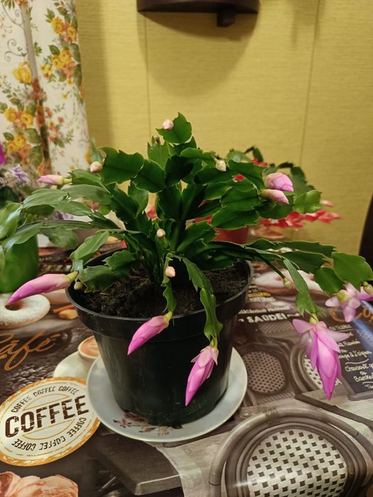 Кімнатні рослини