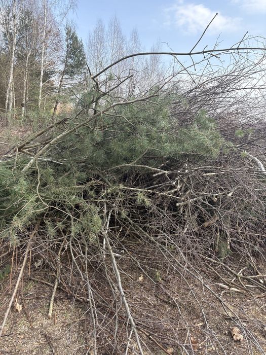 Gałęzie do oddania