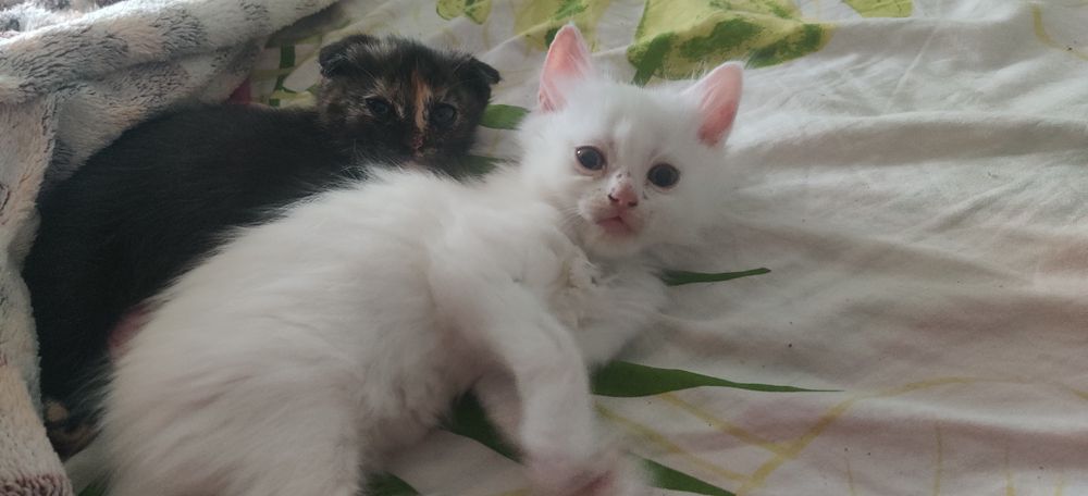 Британські кошенята