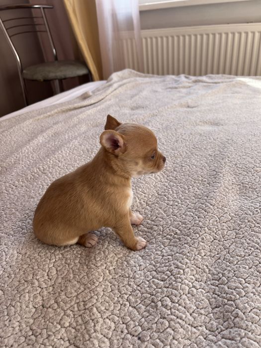 Продаж Чихуахуа цуценятки Львів