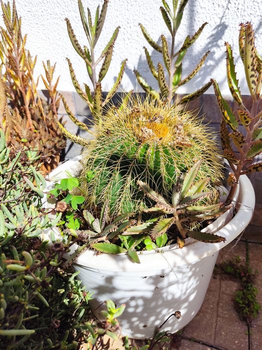 Seleção de plantas e cactos