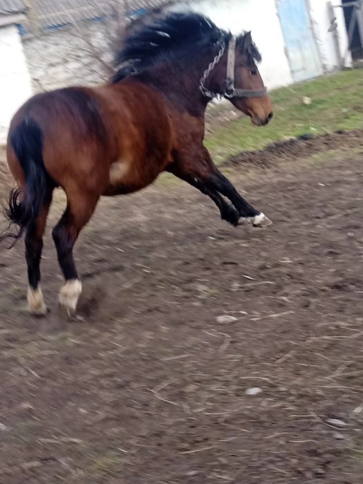 Продаётся кобыла