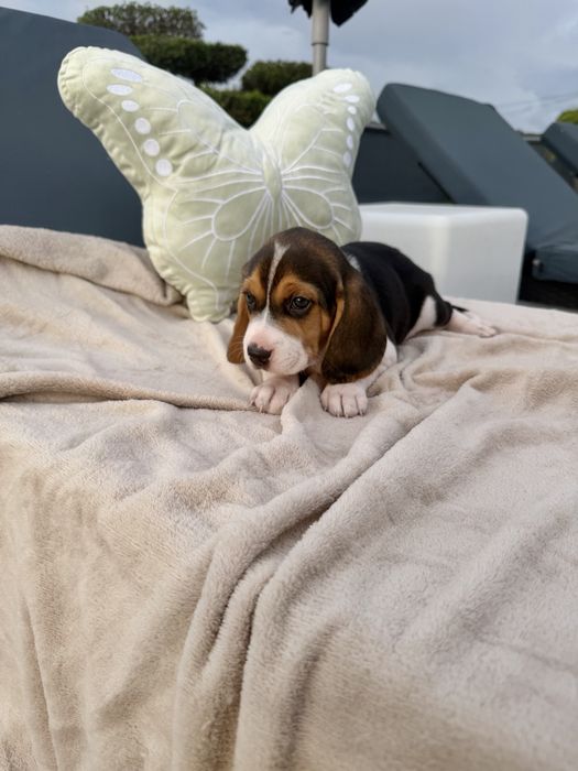 Beagle   menina linda