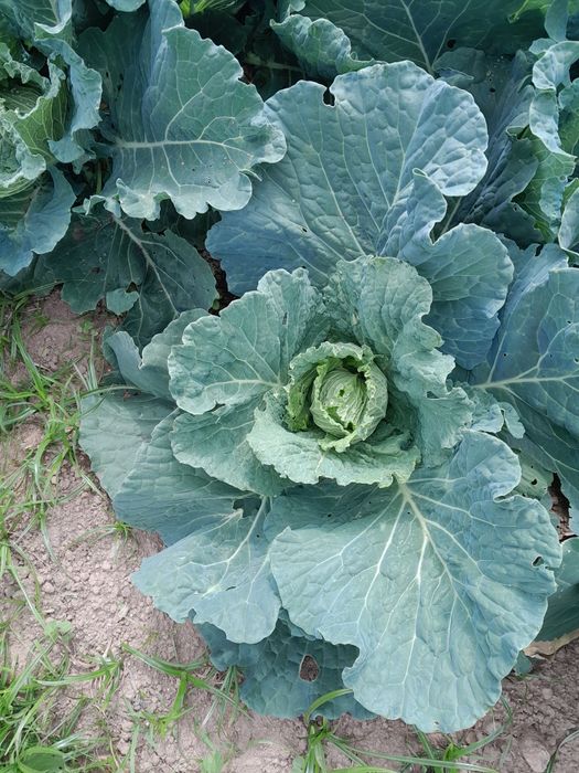 Hortícolas sempre frescas