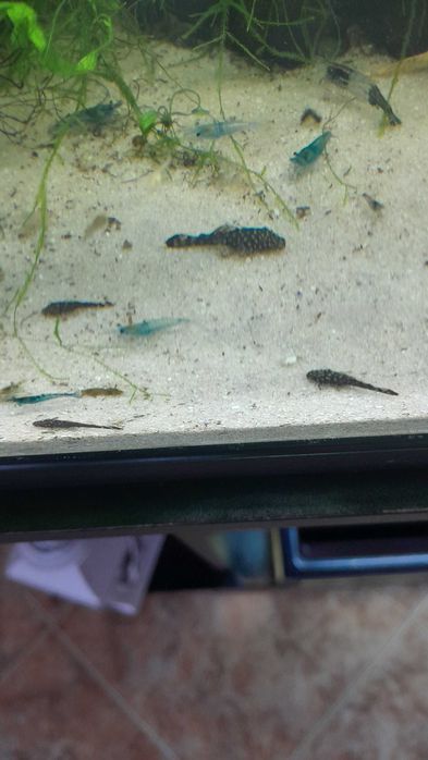 Ancistrus saudáveis e bonitos