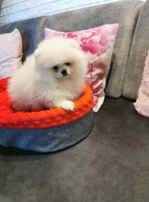 Suczka pomeranian  typ misia