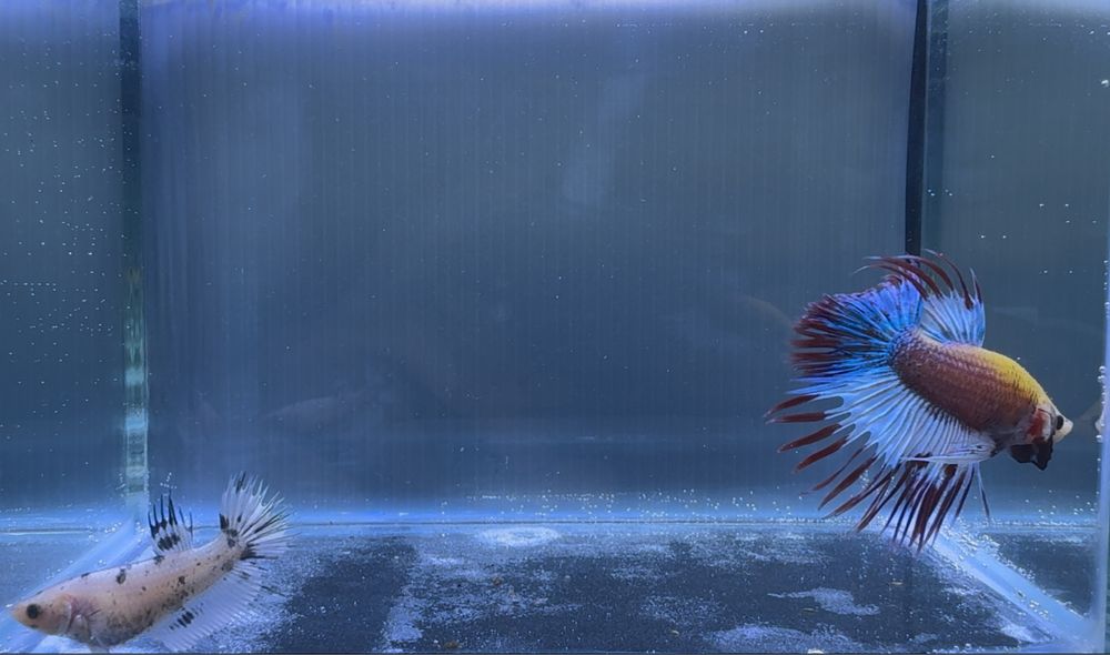 Casal Betta Marble Fancy Crowntail