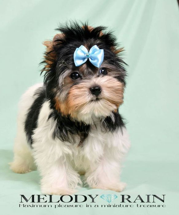 Щенки Бивер Йорк ждут друзей