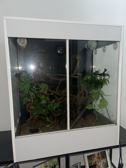 Terrário com TUDO incluido