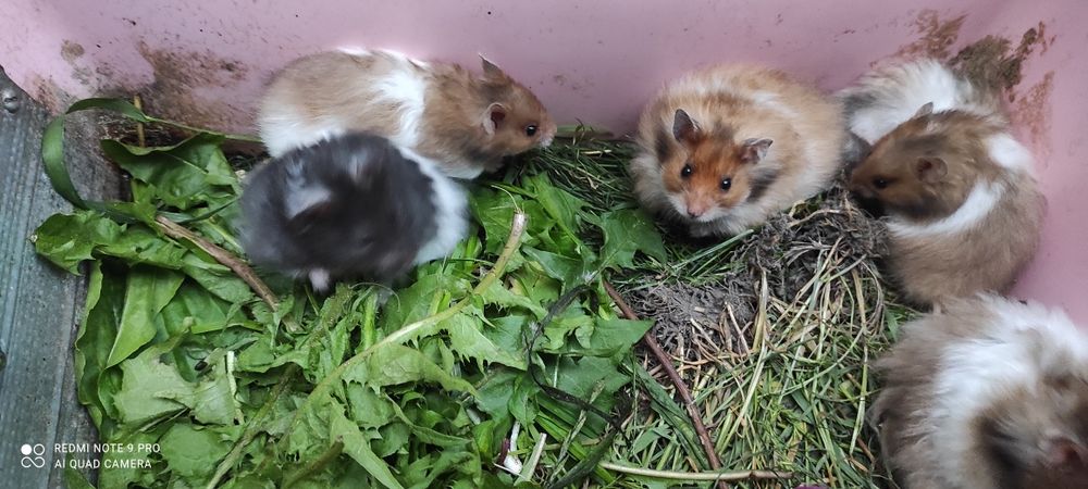 Хом'яки королівські, ангорські