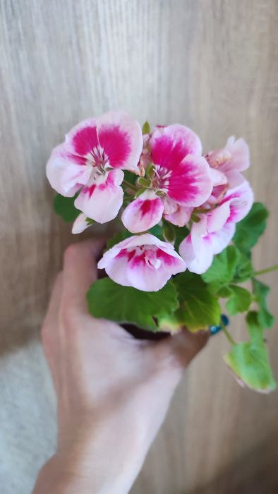 Пеларгонія зональна, королівська герань