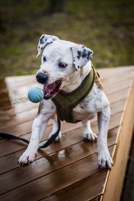 Dino do adopcji , mix amstaff