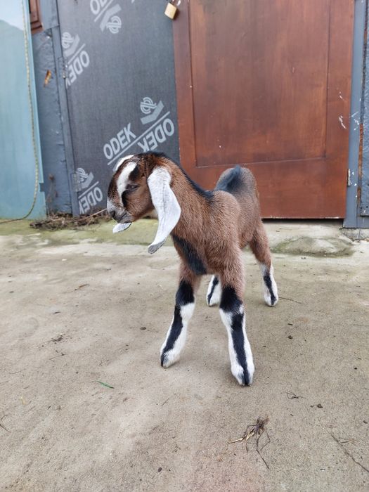 Козлик 100% англонубиец