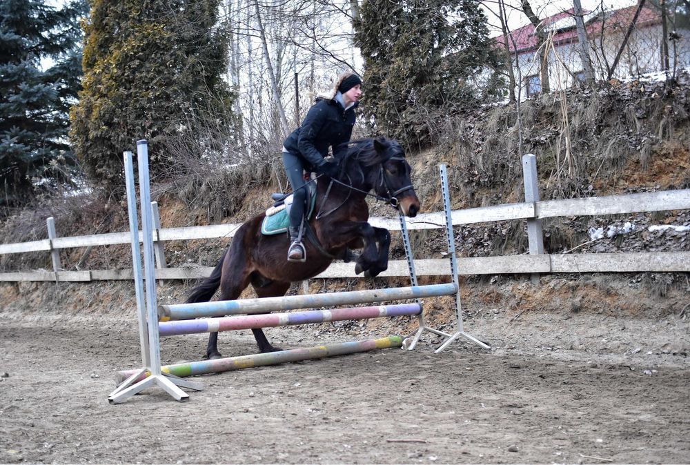 4 letni wałach rasy huculskiej z predyspozycjami do skoków