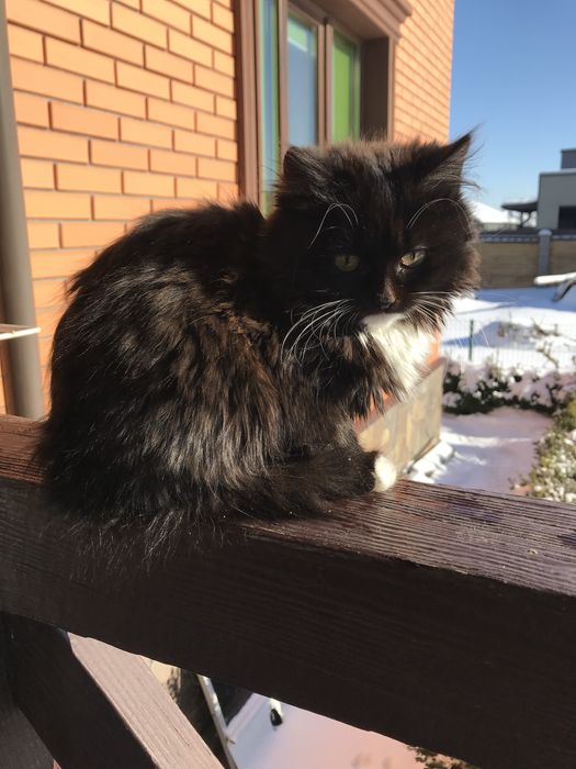 Котенята котики маленькі