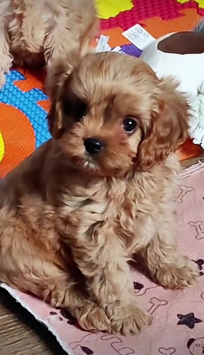 Кавапу ф1 дівчинка