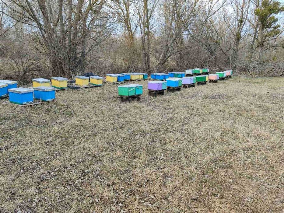 Продам бджоло пакети та сім"ї