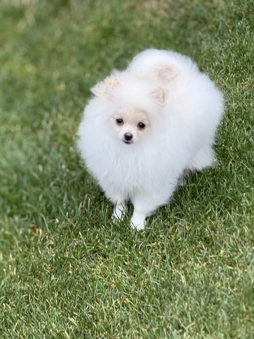 Дівчинка мини  померансько шпіца