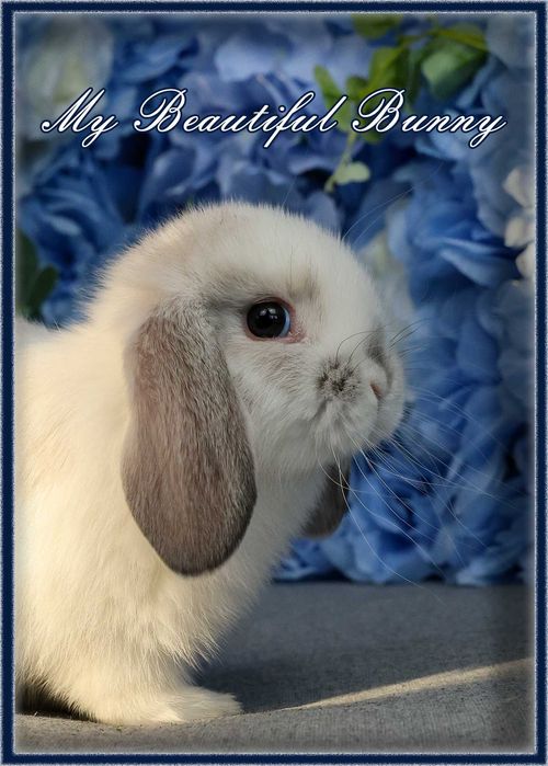 Piękny Królik 100% Mini Lop - Lilac Butterfly