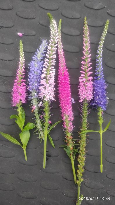 Растения для сада