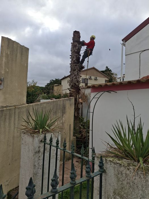 Limpeza de terreno jardim