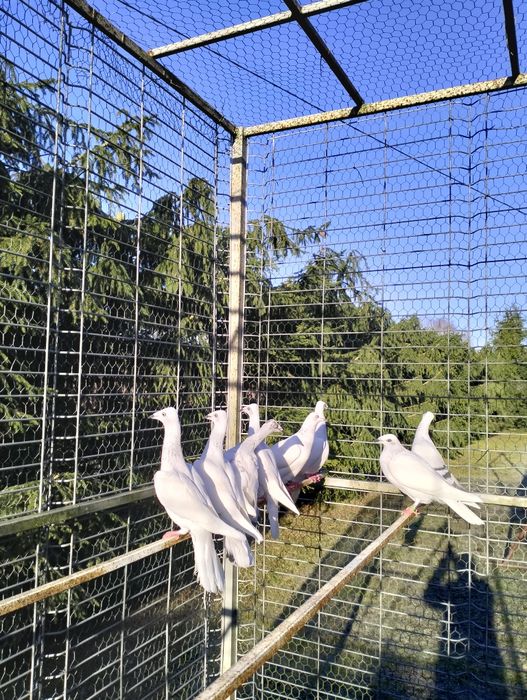 Jasne srebrniki samce i samice