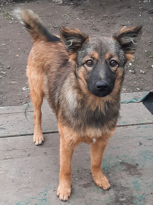 Віддам в добрі руки двох гарних дівчат