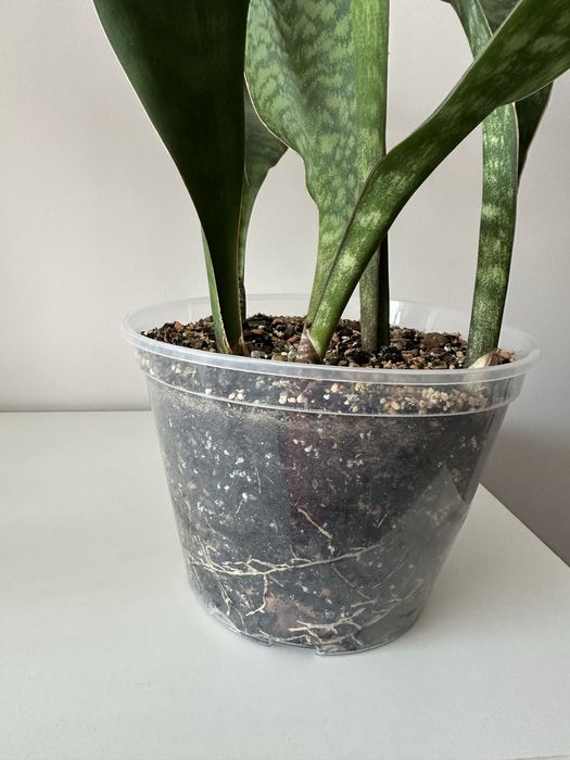 Масоніана Вікторія, сансеверія, сансевієрія, sansevieria