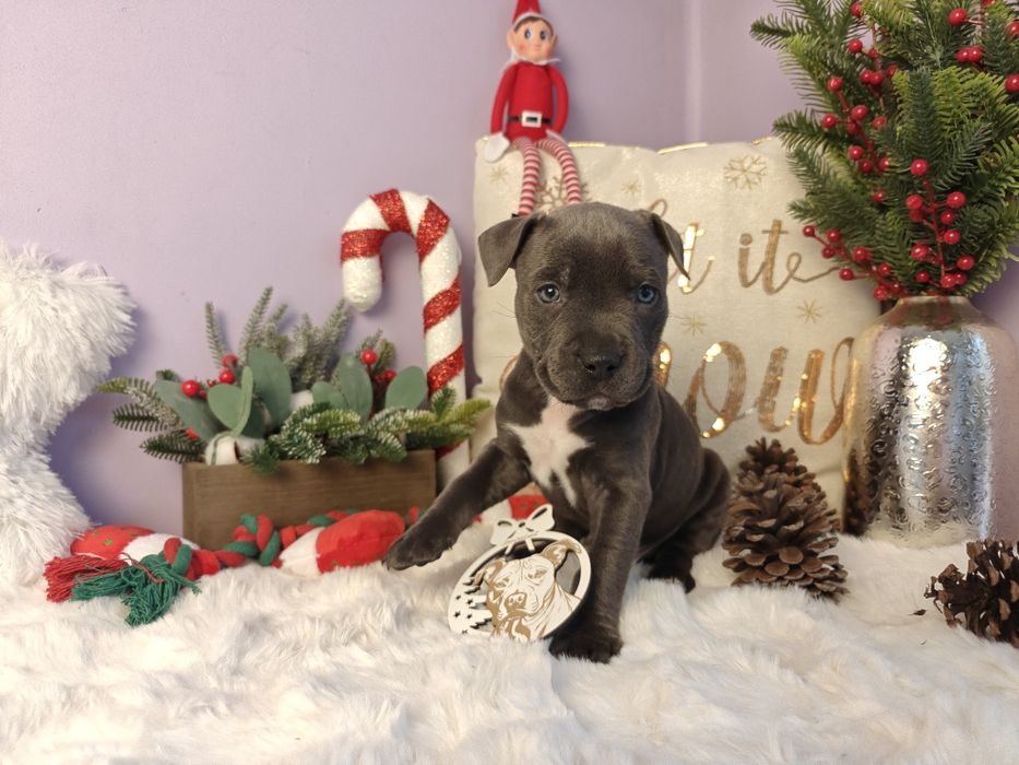 Rodzinny piesek amstaff !