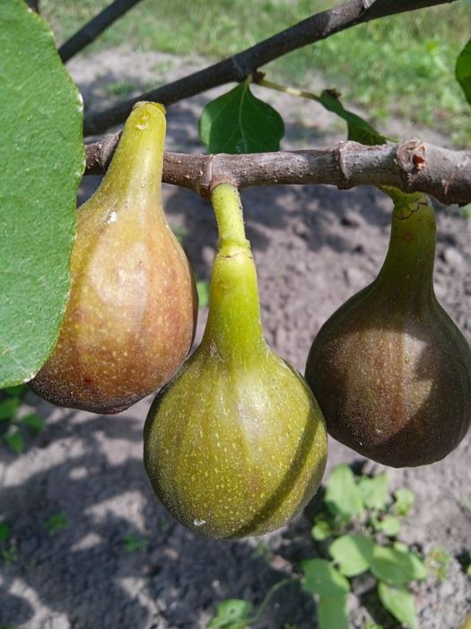 Продам  живці інжиру Турецький коричневий